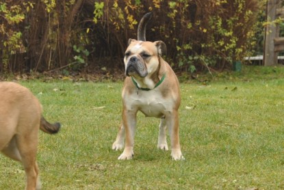 Continental Bulldogs Seeblickbulls Bilderalbum im Garten am 24. und 25.11.2011