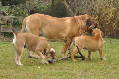 Continental Bulldogs Seeblickbulls Bilderalbum im Garten am 24. und 25.11.2011