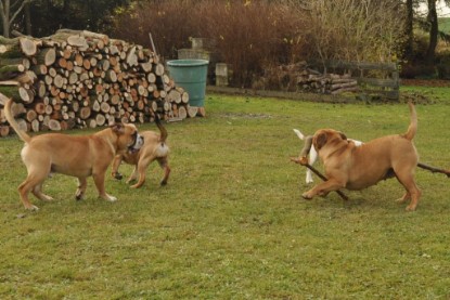 Continental Bulldogs Seeblickbulls Bilderalbum im Garten am 24. und 25.11.2011