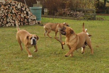 Continental Bulldogs Seeblickbulls Bilderalbum im Garten am 24. und 25.11.2011