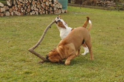 Continental Bulldogs Seeblickbulls Bilderalbum im Garten am 24. und 25.11.2011