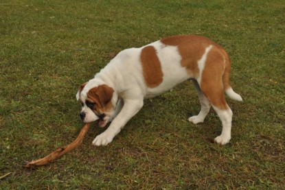 Continental Bulldogs Seeblickbulls Bilderalbum im Garten am 24. und 25.11.2011