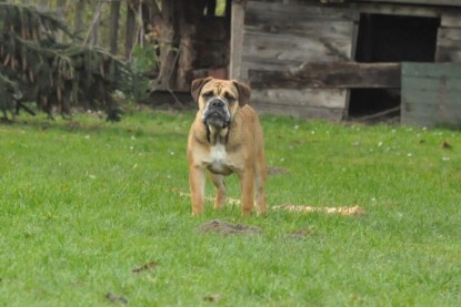 Continental Bulldogs Seeblickbulls Bilderalbum im Garten am 24. und 25.11.2011