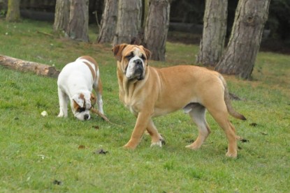 Continental Bulldogs Seeblickbulls Bilderalbum im Garten am 24. und 25.11.2011