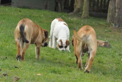 Continental Bulldogs Seeblickbulls Bilderalbum im Garten am 24. und 25.11.2011