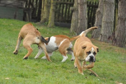 Continental Bulldogs Seeblickbulls Bilderalbum im Garten am 24. und 25.11.2011