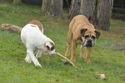 Continental Bulldogs Seeblickbulls Bilderalbum im Garten am 24. und 25.11.2011