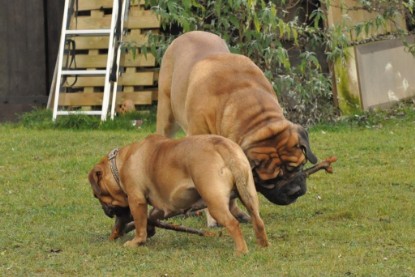 Continental Bulldogs Seeblickbulls Bilderalbum im Garten am 24. und 25.11.2011