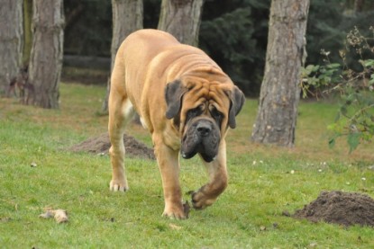 Continental Bulldogs Seeblickbulls Bilderalbum im Garten am 24. und 25.11.2011