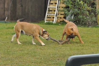 Continental Bulldogs Seeblickbulls Bilderalbum im Garten am 24. und 25.11.2011