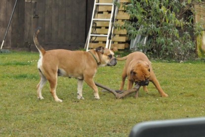 Continental Bulldogs Seeblickbulls Bilderalbum im Garten am 24. und 25.11.2011