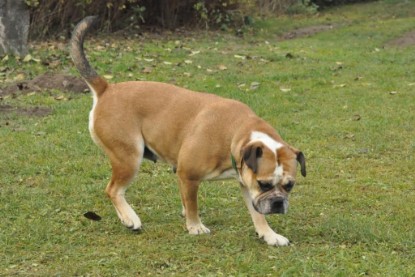 Continental Bulldogs Seeblickbulls Bilderalbum im Garten am 24. und 25.11.2011