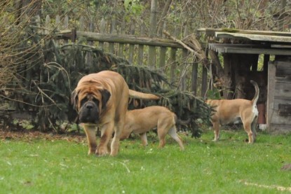 Continental Bulldogs Seeblickbulls Bilderalbum im Garten am 24. und 25.11.2011