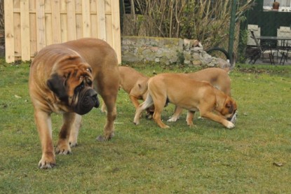 Continental Bulldogs Seeblickbulls Bilderalbum im Garten am 24. und 25.11.2011