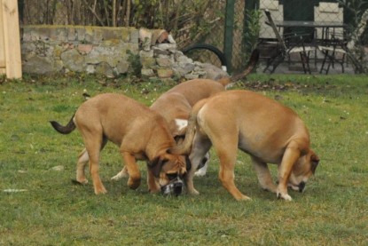 Continental Bulldogs Seeblickbulls Bilderalbum im Garten am 24. und 25.11.2011