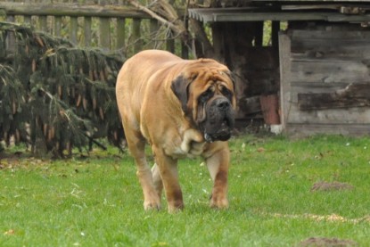 Continental Bulldogs Seeblickbulls Bilderalbum im Garten am 24. und 25.11.2011