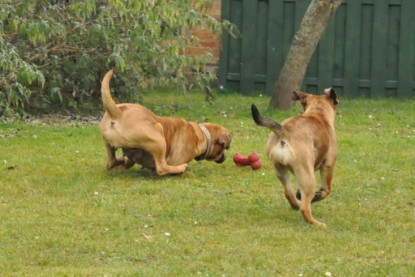 Continental Bulldogs Seeblickbulls Bilderalbum im Garten am 24. und 25.11.2011