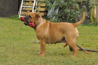 Continental Bulldogs Seeblickbulls Bilderalbum im Garten am 24. und 25.11.2011