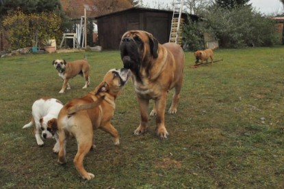 Continental Bulldogs Seeblickbulls Bilderalbum im Garten am 24. und 25.11.2011