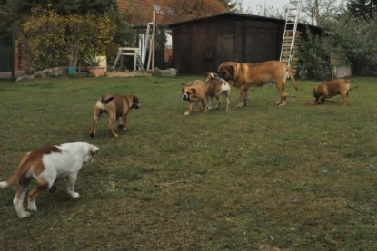 Continental Bulldogs Seeblickbulls Bilderalbum im Garten am 24. und 25.11.2011