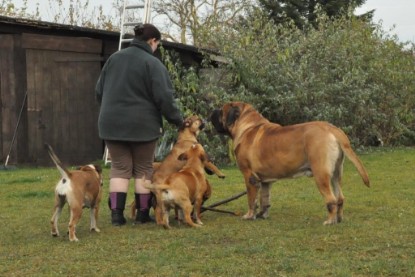 Continental Bulldogs Seeblickbulls Bilderalbum im Garten am 24. und 25.11.2011