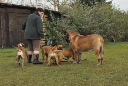 Continental Bulldogs Seeblickbulls Bilderalbum im Garten am 24. und 25.11.2011