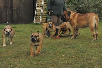 Continental Bulldogs Seeblickbulls Bilderalbum im Garten am 24. und 25.11.2011