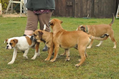 Continental Bulldogs Seeblickbulls Bilderalbum im Garten am 24. und 25.11.2011