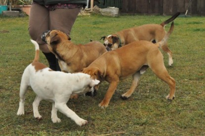 Continental Bulldogs Seeblickbulls Bilderalbum im Garten am 24. und 25.11.2011