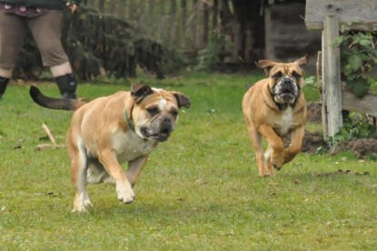 Continental Bulldogs Seeblickbulls Bilderalbum im Garten am 24. und 25.11.2011