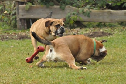 Continental Bulldogs Seeblickbulls Bilderalbum im Garten am 24. und 25.11.2011