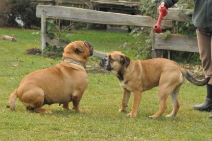 Continental Bulldogs Seeblickbulls Bilderalbum im Garten am 24. und 25.11.2011