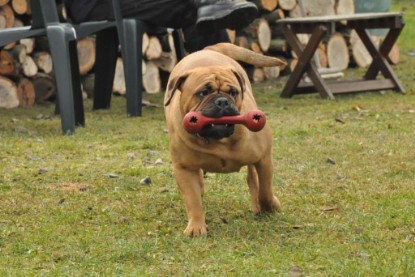 Continental Bulldogs Seeblickbulls Bilderalbum im Garten am 24. und 25.11.2011