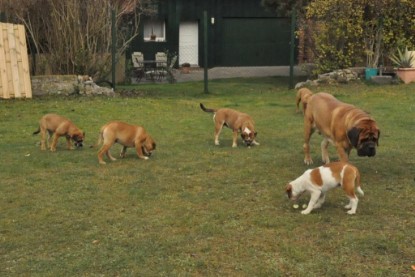 Continental Bulldogs Seeblickbulls Bilderalbum im Garten am 24. und 25.11.2011