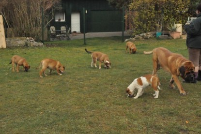 Continental Bulldogs Seeblickbulls Bilderalbum im Garten am 24. und 25.11.2011