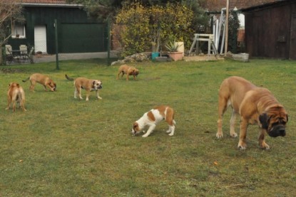 Continental Bulldogs Seeblickbulls Bilderalbum im Garten am 24. und 25.11.2011