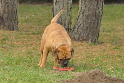 Continental Bulldogs Seeblickbulls Bilderalbum im Garten am 24. und 25.11.2011