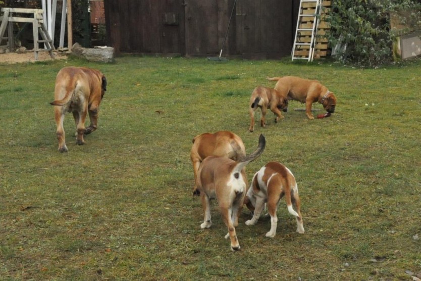 Continental Bulldogs Seeblickbulls Bilderalbum im Garten am 24. und 25.11.2011