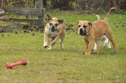 Continental Bulldogs Seeblickbulls Bilderalbum - Herbst 2011