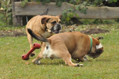 Continental Bulldogs Seeblickbulls Bilderalbum - Herbst 2011