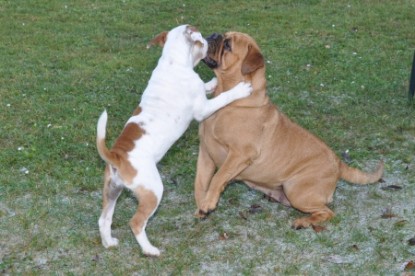 Continental Bulldogs Seeblickbulls Bilderalbum - Herbst 2011