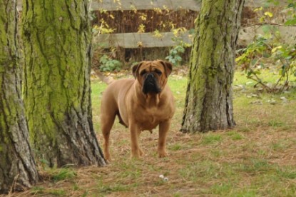 Continental Bulldogs Seeblickbulls Bilderalbum - Herbst 2011