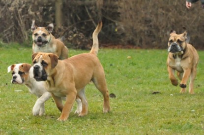 Continental Bulldogs Seeblickbulls Bilderalbum - Herbst 2011