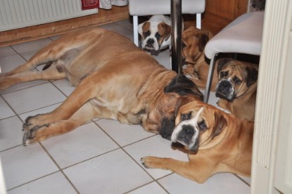 Continental Bulldogs Seeblickbulls Bilderalbum - Ausflug an den Grand Canyon