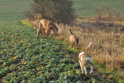 Continental Bulldogs Seeblickbulls Bilderalbum - Ausflug an den Grand Canyon