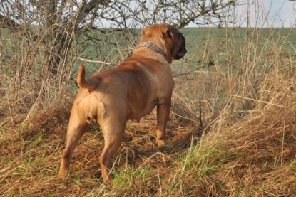 Continental Bulldogs Seeblickbulls Bilderalbum - Ausflug an den Grand Canyon