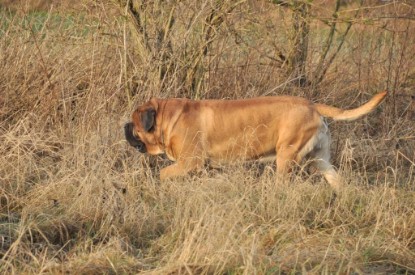 Continental Bulldogs Seeblickbulls Bilderalbum - Ausflug an den Grand Canyon