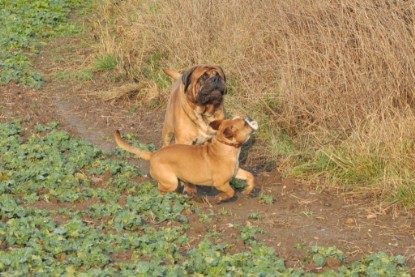 Continental Bulldogs Seeblickbulls Bilderalbum - Ausflug an den Grand Canyon