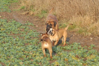 Continental Bulldogs Seeblickbulls Bilderalbum - Ausflug an den Grand Canyon