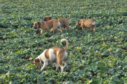 Continental Bulldogs Seeblickbulls Bilderalbum - Ausflug an den Grand Canyon